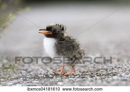Kustenseeschwalbe (Sterna paradisaea), Jungvogel, Schleswig-Holstein, Deutschland, Europa View Large Photo Image Stock Image - Kustenseeschwalbe (Sterna paradisaea), Jungvogel, Schleswig-Holstein, Deutschland, Europa. Fotosearch