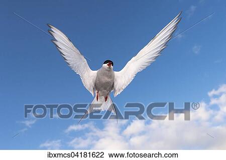 Kustenseeschwalbe (Sterna paradisaea), angreifender Altvogel im Flug, Schleswig-Holstein, Deutschland, Europa View Large Photo Image Stock Image - Kustenseeschwalbe (Sterna paradisaea), angreifender Altvogel im Flug, Schleswig-Holstein, Deutschland, Europa. Fotosearch