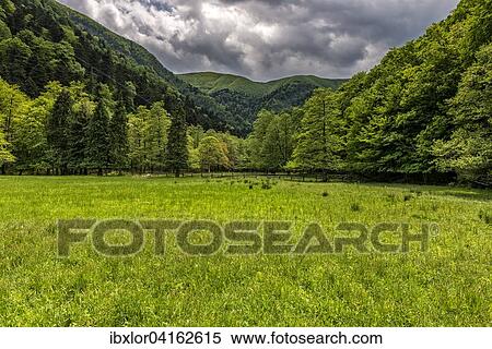 La Lama Wald, Nationalpark Foreste Casentinesi, Emilia Romagna, Italien, Europa View Large Photo Image Stock Photography - La Lama Wald, Nationalpark Foreste Casentinesi, Emilia Romagna, Italien, Europa. Fotosearch