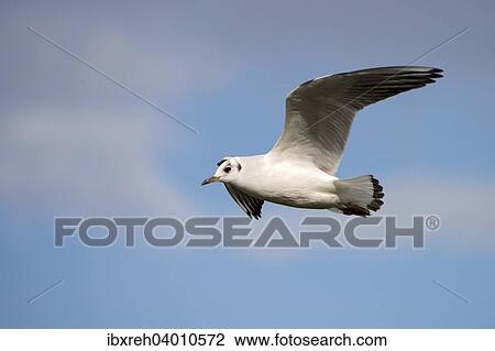 Lachmo? êwe (Larus ridibundus), Chiemsee, Bayern, Deutschland, Europa View Large Photo Image Stock Image - Lachmo? êwe (Larus ridibundus), Chiemsee, Bayern, Deutschland, Europa. Fotosearch