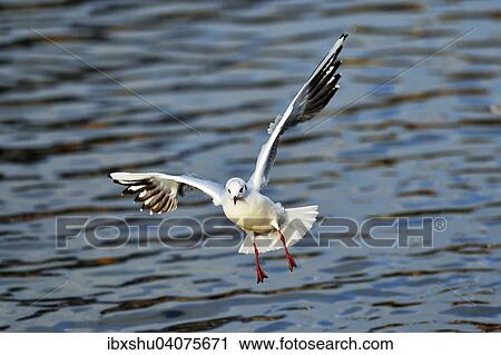 Lachmowe (Chroicocephalus ridibundus, Larus ridibundus), im Anflug, Zugersee, Kanton Zug, Schweiz, Europa View Large Photo Image Stock Image - Lachmowe (Chroicocephalus ridibundus, Larus ridibundus), im Anflug, Zugersee, Kanton Zug, Schweiz, Europa. Fotosearch