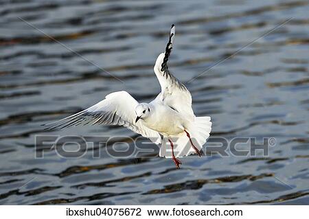 Lachmowe (Chroicocephalus ridibundus, Larus ridibundus), im Anflug, Zugersee, Kanton Zug, Schweiz, Europa View Large Photo Image Stock Image - Lachmowe (Chroicocephalus ridibundus, Larus ridibundus), im Anflug, Zugersee, Kanton Zug, Schweiz, Europa. Fotosearch