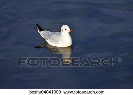 Stock Photo - Lachmowe (Chroicocephalus ridibundus), mit Spiegelbild, Zugersee, Schweiz, Europa. Fotosearch