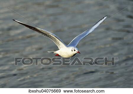 Lachmowe (Chroicocephalus ridibundus, Larus ridibundus), im Flug, Zugersee, Kanton Zug, Schweiz, Europa View Large Photo Image Stock Photo - Lachmowe (Chroicocephalus ridibundus, Larus ridibundus), im Flug, Zugersee, Kanton Zug, Schweiz, Europa. Fotosearch