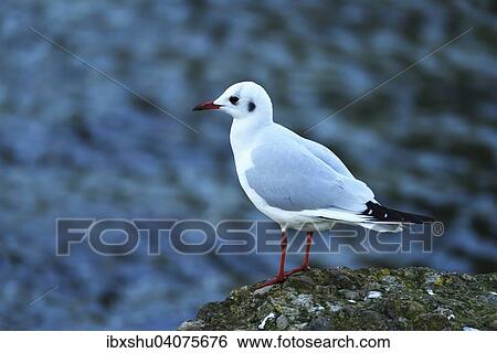 Lachmowe (Chroicocephalus ridibundus, Larus ridibundus), Zugersee, Kanton Zug, Schweiz, Europa View Large Photo Image Stock Photograph - Lachmowe (Chroicocephalus ridibundus, Larus ridibundus), Zugersee, Kanton Zug, Schweiz, Europa. Fotosearch