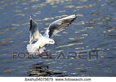 Lachmowe (Chroicocephalus ridibundus, Larus ridibundus), im Anflug, Zugersee, Kanton Zug, Schweiz, Europa View Large Photo Image Stock Photography - Lachmowe (Chroicocephalus ridibundus, Larus ridibundus), im Anflug, Zugersee, Kanton Zug, Schweiz, Europa. Fotosearch