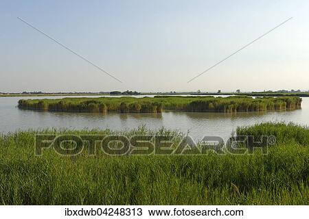 Lacke Darscho bei Apetlon, Seewinkel, Nationalpark Neusiedler See, Burgenland, Osterreich, Europa View Large Photo Image Stock Image - Lacke Darscho bei Apetlon, Seewinkel, Nationalpark Neusiedler See, Burgenland, Osterreich, Europa. Fotosearch