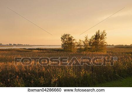 Lagune Barther Bodden im Abendlicht, Fischland-Darss-Zingst, Nationalpark Vorpommersche Boddenlandschaft, Mecklenburg-Vorpommern, Deutschland, Europa View Large Photo Image Stock Image - Lagune Barther Bodden im Abendlicht, Fischland-Darss-Zingst, Nationalpark Vorpommersche Boddenlandschaft, Mecklenburg-Vorpommern, Deutschland, Europa. Fotosearch