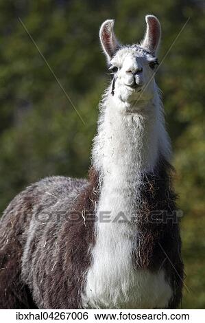 Lama (Lama glama), captive, Bad Hindelang, Allgau, Bayern, Deutschland, Europa View Large Photo Image Stock Photograph - Lama (Lama glama), captive, Bad Hindelang, Allgau, Bayern, Deutschland, Europa. Fotosearch