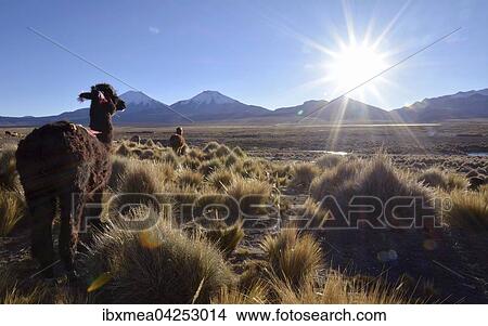 Picture - Lama (Lama glama) im Gegenlicht auf Weide des Altiplano, Sajama Nationalpark, Bolivien, Sudamerika. Fotosearch