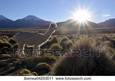 Lama (Lama glama) im Gegenlicht auf Weide des Altiplano, Sajama Nationalpark, Bolivien, Sudamerika View Large Photo Image Stock Image - Lama (Lama glama) im Gegenlicht auf Weide des Altiplano, Sajama Nationalpark, Bolivien, Sudamerika. Fotosearch