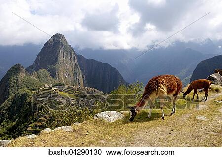 Lama (Lama glama) mit Jungtier vor Ruinenstadt, Inkastadt Machu Picchu, hinten Berg Huayna Picchu, UNESCO-Weltkulturerbe, Urubambatal, Provinz Cusco, Peru, Sudamerika View Large Photo Image Stock Image - Lama (Lama glama) mit Jungtier vor Ruinenstadt, Inkastadt Machu Picchu, hinten Berg Huayna Picchu, UNESCO-Weltkulturerbe, Urubambatal, Provinz Cusco, Peru, Sudamerika. Fotosearch