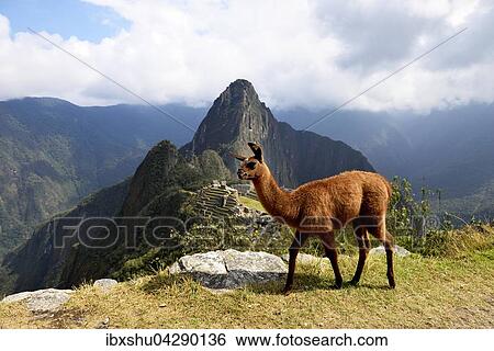 Lama (Lama glama) vor Ruinenstadt, Inkastadt Machu Picchu, hinten Berg Huayna Picchu, UNESCO-Weltkulturerbe, Urubambatal, Provinz Cusco, Peru, Sudamerika View Large Photo Image Stock Photograph - Lama (Lama glama) vor Ruinenstadt, Inkastadt Machu Picchu, hinten Berg Huayna Picchu, UNESCO-Weltkulturerbe, Urubambatal, Provinz Cusco, Peru, Sudamerika. Fotosearch
