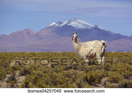 Stock Photo - Lama (Lama glama) vor schneebedeckten Anden, bei Uyuni, Altiplano, Bolivien, Sudamerika. Fotosearch