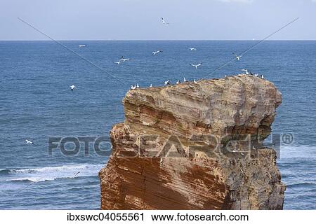 Lange Anna mit Basstolpeln (Morus bassanus) im Flug, Helgoland, Schleswig-Holstein, Deutschland, Europa View Large Photo Image Stock Image - Lange Anna mit Basstolpeln (Morus bassanus) im Flug, Helgoland, Schleswig-Holstein, Deutschland, Europa. Fotosearch