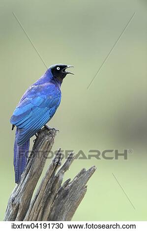 Stock Image - Langschwanz-Glanzstar (Lamprotornis purpuroptera), rufend, Masai Mara Nationalreservat, Kenia, Afrika. Fotosearch