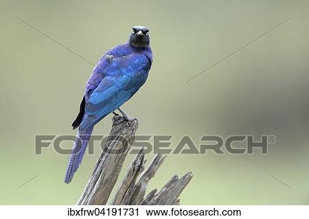Langschwanz-Glanzstar (Lamprotornis purpuroptera), auf seiner Warte, Masai Mara Nationalreservat, Kenia, Afrika View Large Photo Image Stock Image - Langschwanz-Glanzstar (Lamprotornis purpuroptera), auf seiner Warte, Masai Mara Nationalreservat, Kenia, Afrika. Fotosearch