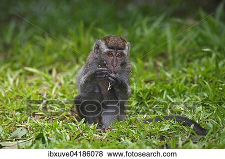 Langschwanzmakak, Javaneraffe oder Krabbenesser (Macaca fascicularis), Jungtier sitzt im Gras, Bako-Nationalpark, Sarawak, Borneo, Malaysia, Asien View Large Photo Image Stock Photo - Langschwanzmakak, Javaneraffe oder Krabbenesser (Macaca fascicularis), Jungtier sitzt im Gras, Bako-Nationalpark, Sarawak, Borneo, Malaysia, Asien. Fotosearch