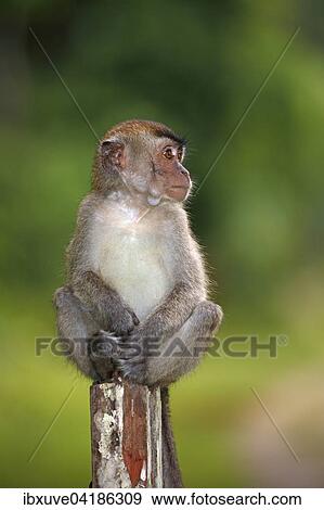 Stock Photo - Langschwanzmakak, Javaneraffe oder Krabbenesser (Macaca fascicularis), Jungtier sitzt auf einem Stamm, Bako-Nationalpark, Sarawak, Borneo, Malaysia, Asien. Fotosearch
