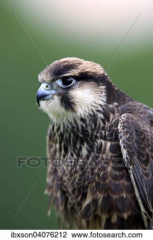 Lannerfalke (Falco biarmicus), adult, captive, Eifel, Deutschland, Europa View Large Photo Image Stock Image - Lannerfalke (Falco biarmicus), adult, captive, Eifel, Deutschland, Europa. Fotosearch