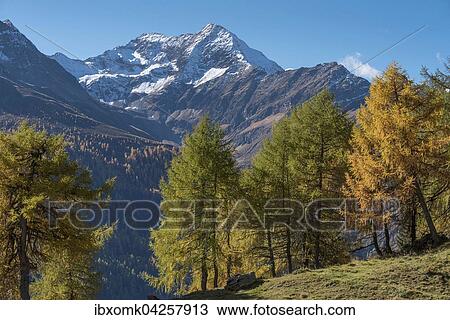 Larchen (Larix decidua), herbstlicher Bergwald, hinten Lasorling, oberes Virgental nahe Bodenalm, Osttirol, Osterreich, Europa View Large Photo Image Stock Image - Larchen (Larix decidua), herbstlicher Bergwald, hinten Lasorling, oberes Virgental nahe Bodenalm, Osttirol, Osterreich, Europa. Fotosearch