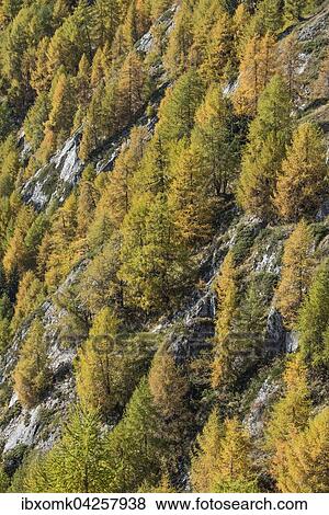 Larchen (Larix decidua), herbstlicher Bergwald an Steilhang, nahe Bodenalm, Pragraten am Grossvenediger, Virgental, Osttirol, Osterreich, Europa View Large Photo Image Stock Photo - Larchen (Larix decidua), herbstlicher Bergwald an Steilhang, nahe Bodenalm, Pragraten am Grossvenediger, Virgental, Osttirol, Osterreich, Europa. Fotosearch
