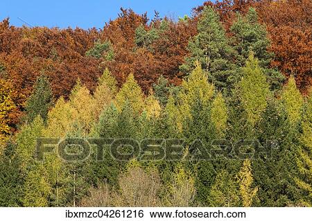 Larchen (Larix decidua) und Buchen (Fagus sp. ) mit Herbstfarbung, Oberfranken, Bayern, Deutschland, Europa View Large Photo Image Stock Photograph - Larchen (Larix decidua) und Buchen (Fagus sp. ) mit Herbstfarbung, Oberfranken, Bayern, Deutschland, Europa. Fotosearch