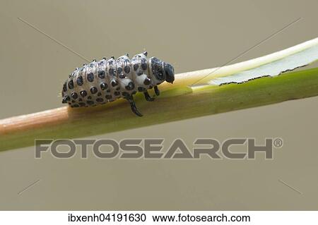 Larve, Roter Weidenblattkafer (Melasoma populi), Emsland, Niedersachsen, Deutschland, Europa View Large Photo Image Stock Image - Larve, Roter Weidenblattkafer (Melasoma populi), Emsland, Niedersachsen, Deutschland, Europa. Fotosearch