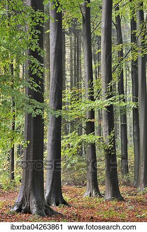 Laubwald im Herbst, Rotbuchen (Fagus sylvatica) nach einem Regenschauer, Nordrhein-Westfalen, Deutschland, Europa View Large Photo Image Stock Image - Laubwald im Herbst, Rotbuchen (Fagus sylvatica) nach einem Regenschauer, Nordrhein-Westfalen, Deutschland, Europa. Fotosearch