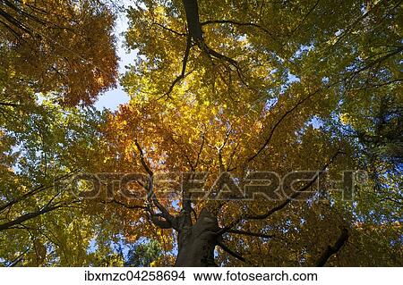 Laubwald mit Buchen (Fagus sylvatica) im Herbst, Morschreuth, Frankische Schweiz, Oberfranken, Bayern, Deutschland, Europa View Large Photo Image Picture - Laubwald mit Buchen (Fagus sylvatica) im Herbst, Morschreuth, Frankische Schweiz, Oberfranken, Bayern, Deutschland, Europa. Fotosearch