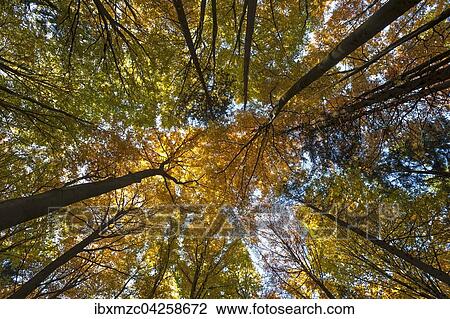 Laubwald mit Buchen (Fagus sylvatica) im Herbst, Morschreuth, Frankische Schweiz, Oberfranken, Bayern, Deutschland, Europa View Large Photo Image Stock Image - Laubwald mit Buchen (Fagus sylvatica) im Herbst, Morschreuth, Frankische Schweiz, Oberfranken, Bayern, Deutschland, Europa. Fotosearch