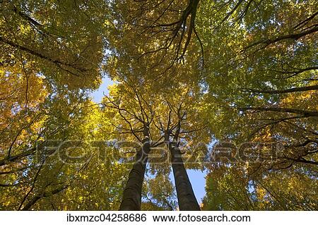 Laubwald mit Buchen (Fagus sylvatica) im Herbst, Morschreuth, Frankische Schweiz, Oberfranken, Bayern, Deutschland, Europa View Large Photo Image Stock Photograph - Laubwald mit Buchen (Fagus sylvatica) im Herbst, Morschreuth, Frankische Schweiz, Oberfranken, Bayern, Deutschland, Europa. Fotosearch