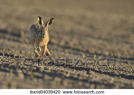 Laufender Feldhase (Lepus europaeus) auf einem Acker, Nordrhein-Westfalen, Deutschland, Europa View Large Photo Image Stock Image - Laufender Feldhase (Lepus europaeus) auf einem Acker, Nordrhein-Westfalen, Deutschland, Europa. Fotosearch