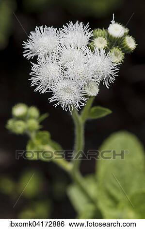 Leberbalsam (Ageratum houstonianum), Baden-Wurttemberg, Deutschland, Europa View Large Photo Image Stock Photograph - Leberbalsam (Ageratum houstonianum), Baden-Wurttemberg, Deutschland, Europa. Fotosearch