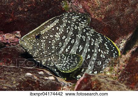 Leder-Zackenbarsch (Dermatolepis dermatolepis), Cocos Island, Kokosinsel, Costa Rica, Nordamerika View Large Photo Image Stock Image - Leder-Zackenbarsch (Dermatolepis dermatolepis), Cocos Island, Kokosinsel, Costa Rica, Nordamerika. Fotosearch