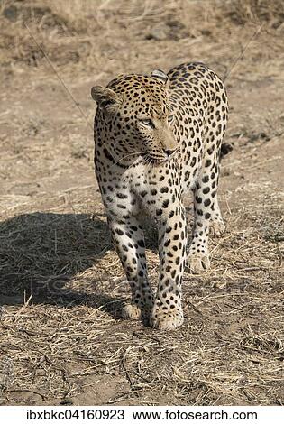 Leopard (Panthera pardus), bei Khomas, Namibia, Afrika View Large Photo Image Stock Image - Leopard (Panthera pardus), bei Khomas, Namibia, Afrika. Fotosearch