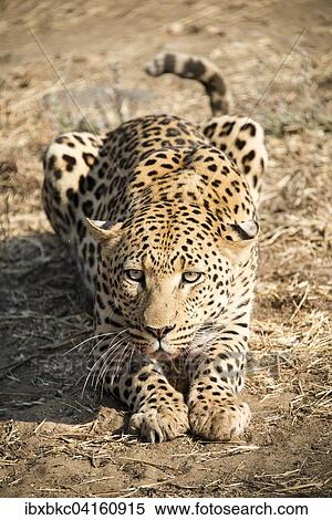 Leopard (Panthera pardus) beobachtet aufmerksam, bei Khomas, Namibia, Afrika View Large Photo Image Stock Photography - Leopard (Panthera pardus) beobachtet aufmerksam, bei Khomas, Namibia, Afrika. Fotosearch