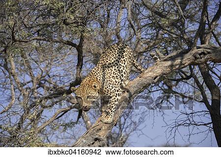 Leopard (Panthera pardus) klettert auf Baum, bei Khomas, Namibia, Afrika View Large Photo Image Stock Image - Leopard (Panthera pardus) klettert auf Baum, bei Khomas, Namibia, Afrika. Fotosearch