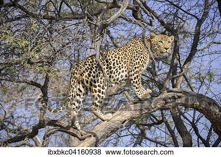 Leopard (Panthera pardus) klettert auf Baum, bei Khomas, Namibia, Afrika View Large Photo Image Stock Photo - Leopard (Panthera pardus) klettert auf Baum, bei Khomas, Namibia, Afrika. Fotosearch