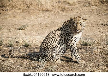 Leopard (Panthera pardus), sitzend, bei Khomas, Namibia, Afrika View Large Photo Image Stock Photo - Leopard (Panthera pardus), sitzend, bei Khomas, Namibia, Afrika. Fotosearch