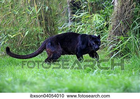 Leopard, Schwarzer Panther (Panthera pardus), adult, pirschend, Vorkommen in Afrika, captive, England, Grossbritannien, Europa View Large Photo Image Stock Image - Leopard, Schwarzer Panther (Panthera pardus), adult, pirschend, Vorkommen in Afrika, captive, England, Grossbritannien, Europa. Fotosearch