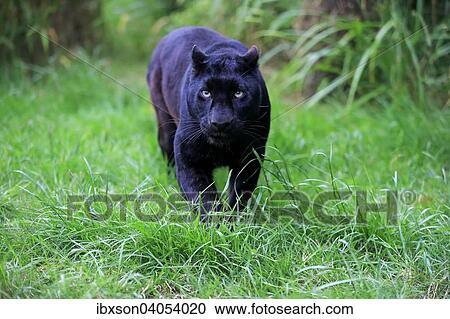Leopard, Schwarzer Panther (Panthera pardus), adult, pirschend, Vorkommen in Afrika, captive, England, Grossbritannien, Europa View Large Photo Image Stock Image - Leopard, Schwarzer Panther (Panthera pardus), adult, pirschend, Vorkommen in Afrika, captive, England, Grossbritannien, Europa. Fotosearch