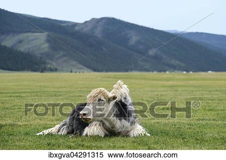 Liegendes schwarz-weisses Yak (Bos mutus), Orchon-Tal, Khangai Nuruu Nationalpark, Oevoerkhangai Aimag, Mongolei, Asien View Large Photo Image Stock Photography - Liegendes schwarz-weisses Yak (Bos mutus), Orchon-Tal, Khangai Nuruu Nationalpark, Oevoerkhangai Aimag, Mongolei, Asien. Fotosearch