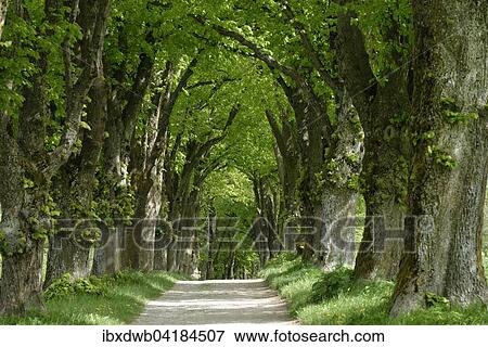 Lindenallee, Aufkirchen bei Berg, Oberbayern, Bayern, Deutschland, Europa View Large Photo Image Stock Photo - Lindenallee, Aufkirchen bei Berg, Oberbayern, Bayern, Deutschland, Europa. Fotosearch