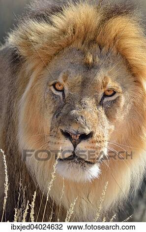 Stock Image - Lion (Panthera leo), Mannchen, Alttier, Kgalagadi-Transfrontier-Nationalpark, Provinz Nordkap, Sudafrika. Fotosearch