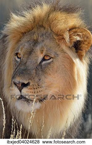 Stock Photo - Lion (Panthera leo), Mannchen, Alttier, Kgalagadi-Transfrontier-Nationalpark, Provinz Nordkap, Sudafrika. Fotosearch