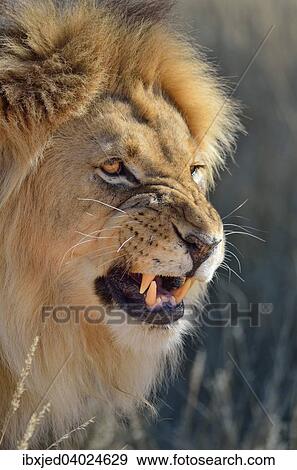 Stock Photo - Lion (Panthera leo), Mannchen brullt, Alttier, Kgalagadi-Transfrontier-Nationalpark, Provinz Nordkap, Sudafrika. Fotosearch