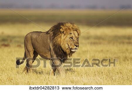 Stock Image - Lion (Panthera leo), Mannchen, lauft, Savuti, Chobe-Nationalpark, Botswana, Afrika. Fotosearch