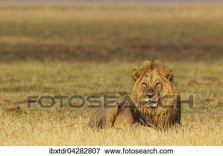 Stock Photo - Lion (Panthera leo), Mannchen, ruht, Morgenlicht, Savuti, Chobe-Nationalpark, Botswana, Afrika. Fotosearch
