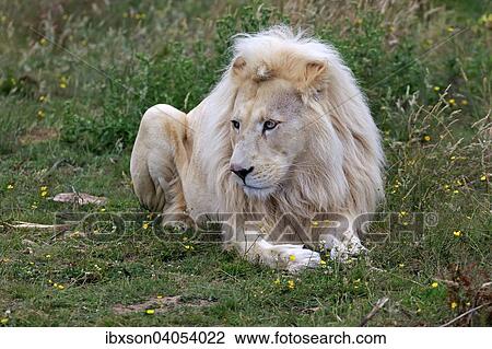 Lowe (Panthera leo), adultes Mannchen, weisse Form, Vorkommen in Afrika, captive, England, Grossbritannien, Europa View Large Photo Image Stock Image - Lowe (Panthera leo), adultes Mannchen, weisse Form, Vorkommen in Afrika, captive, England, Grossbritannien, Europa. Fotosearch